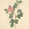 Rosa Canina Grandiflora; Rosier de Chien hybride