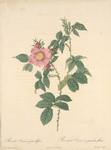 Rosa Canina Grandiflora; Rosier de Chien hybride