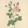 Rosa Gallica Agatha Incarnata; Rosier de France 'Agathe Carnee'