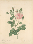Rosa Gallica Agatha Incarnata; Rosier de France 'Agathe Carnee'