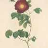 Rosa Gallica Maheka (Flore Subsimplici); Rosier de France 'Violacea'