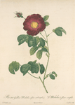 Rosa Gallica Maheka (Flore Subsimplici); Rosier de France 'Violacea'