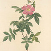 Rosa Reclinata Flore Simplici; Rosier de Boursault a fleurs simples, variete