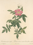 Rosa Reclinata Flore Simplici; Rosier de Boursault a fleurs simples, variete