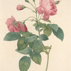 Rosa Reclinata Flore Sub Multiplici; Rosier de Boursault
