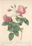 Rosa Reclinata Flore Sub Multiplici; Rosier de Boursault