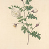 Rosa Hispida Argentea; Rosier pomme hybride
