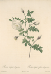 Rosa Hispida Argentea; Rosier pomme hybride