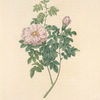 Rosa Ventenatiana; Rosier Pimprenelle hybride