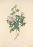 Rosa Ventenatiana; Rosier Pimprenelle hybride