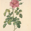 Rosa Bifera Variegata; Variété du Rosier damascène d'Automne panaché