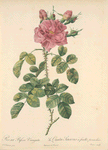 Rosa Bifera Variegata; Variété du Rosier damascène d'Automne panaché
