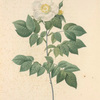 Rosa Sempervirens Leschenaultiana; Rosier a feuilles per sistantes, variete