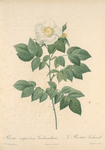 Rosa Sempervirens Leschenaultiana; Rosier a feuilles per sistantes, variete