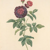 Rosa Gallica Gueriniana; Rosier Guerin