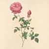 Rosa Indica Automnalis; Rosier de Chine, variete