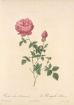 Rosa Indica Automnalis; Rosier de Chine, variete