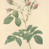 Rosa Evratina; Rosier d'Evrat