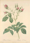 Rosa Evratina; Rosier d'Evrat