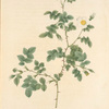 Rosa Rubiginosa Vaillantiana; Eglantine de Vaillant