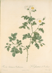 Rosa Rubiginosa Vaillantiana; Eglantine de Vaillant