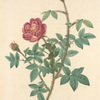 Rosa Muscosa Anemone-Flora; Rosier mousseux, variete