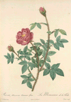 Rosa Muscosa Anemone-Flora; Rosier mousseux, variete