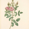 Rosa Pomponiana Muscosa; Rosier Pompon mousseux 'De Meaux'