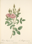 Rosa Pomponiana Muscosa; Rosier Pompon mousseux 'De Meaux'
