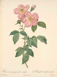 Rosa Indica Fragrans Flore Simplici; Rosier a odeur de the a fleurs simples, variete