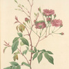 Rosa Noisettiana Purpurea; Rosier de Boursault