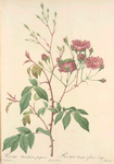 Rosa Noisettiana Purpurea; Rosier de Boursault
