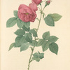 Rosa Canina Burboniana; Rosier Nourbon