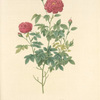 Rosa Pomponia Burgundiaca; Rosier a centfeuilles, variete (syn.); Rosier Pompon de Bourgogne; Rosier Pompon a fleurs pourpres (syn.)