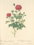 Rosa Pomponia Burgundiaca; Rosier a centfeuilles, variete (syn.); Rosier Pompon de Bourgogne; Rosier Pompon a fleurs pourpres (syn.)