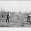 Students pruning peach-trees