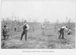 Students pruning peach-trees