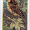 Fieldfare.
