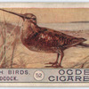 Woodcock.