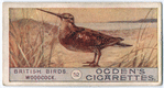 Woodcock.