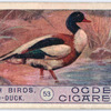 Sheld-duck.
