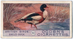 Sheld-duck.