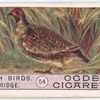 Partridge.