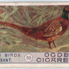 Pheasant.