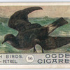 Storm-petrel.