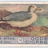 Herring gull.