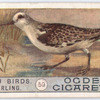 Sanderling.