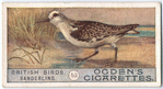 Sanderling.