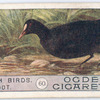 Coot.