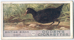 Coot.